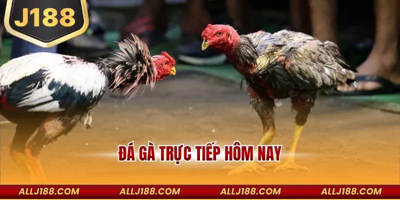 Đá Gà Trực Tiếp Hôm Nay