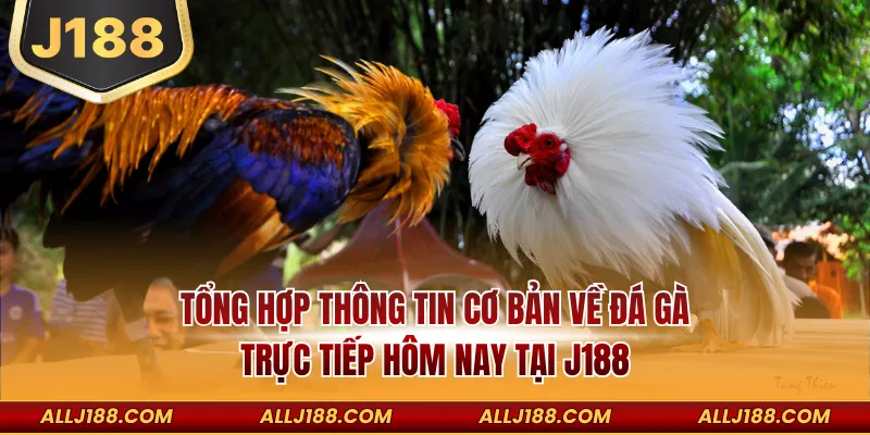 Tổng hợp thông tin cơ bản về đá gà trực tiếp hôm nay tại J188